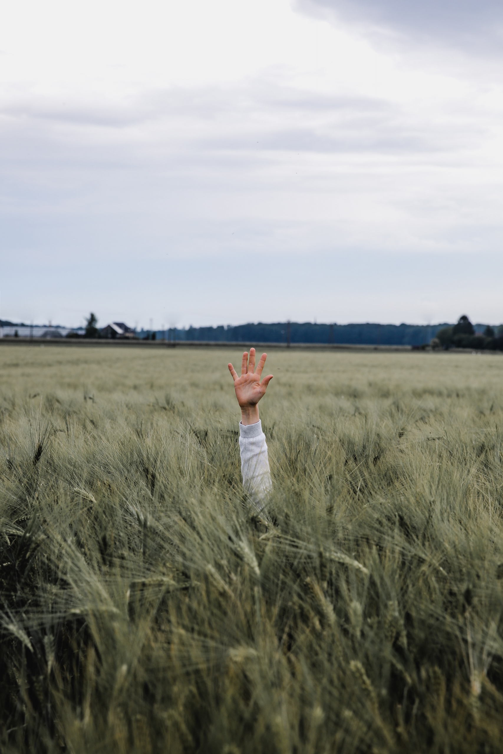 Level 10 of The Backrooms Field Of Wheat, The Backrooms